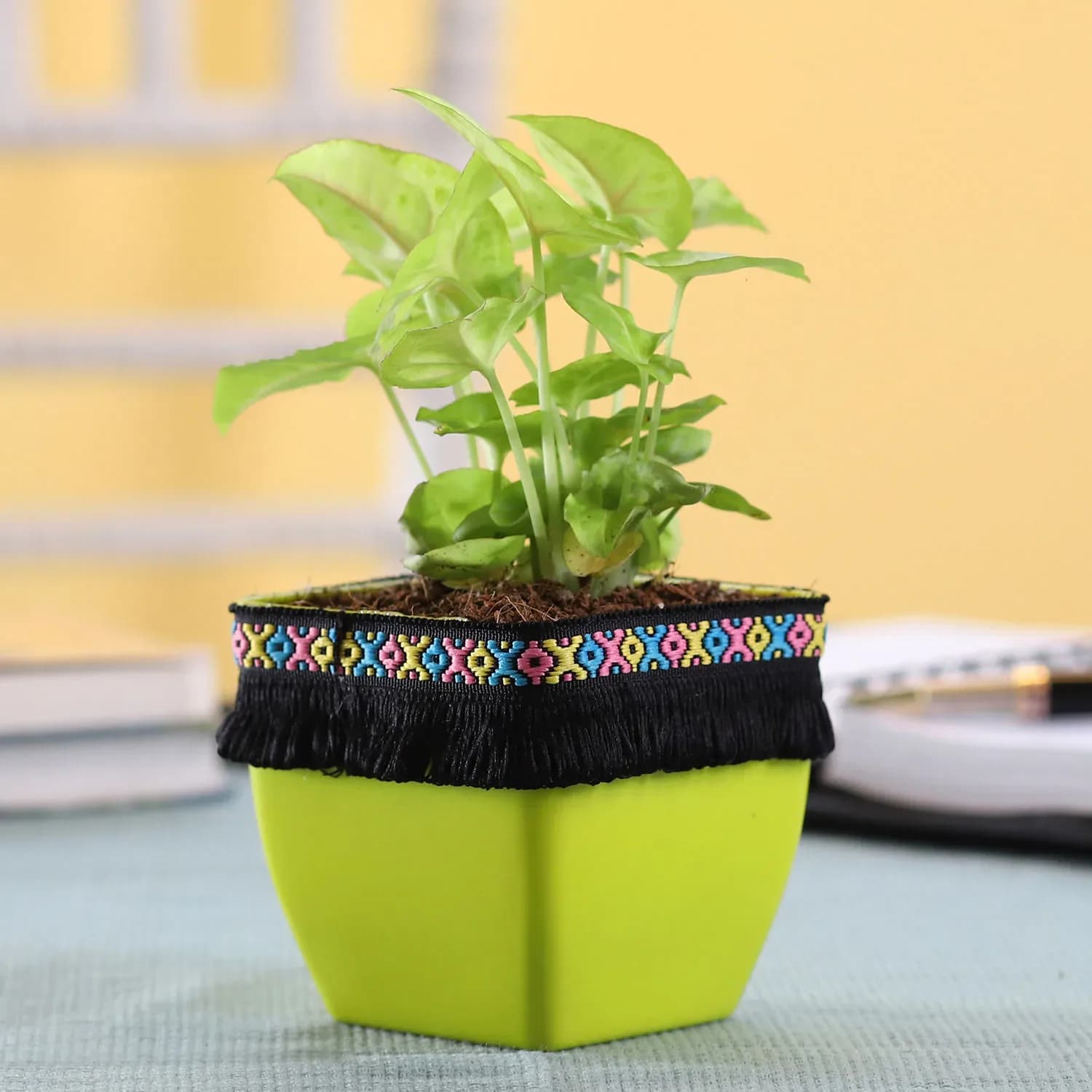 Syngonium Plant in Green Square Pot