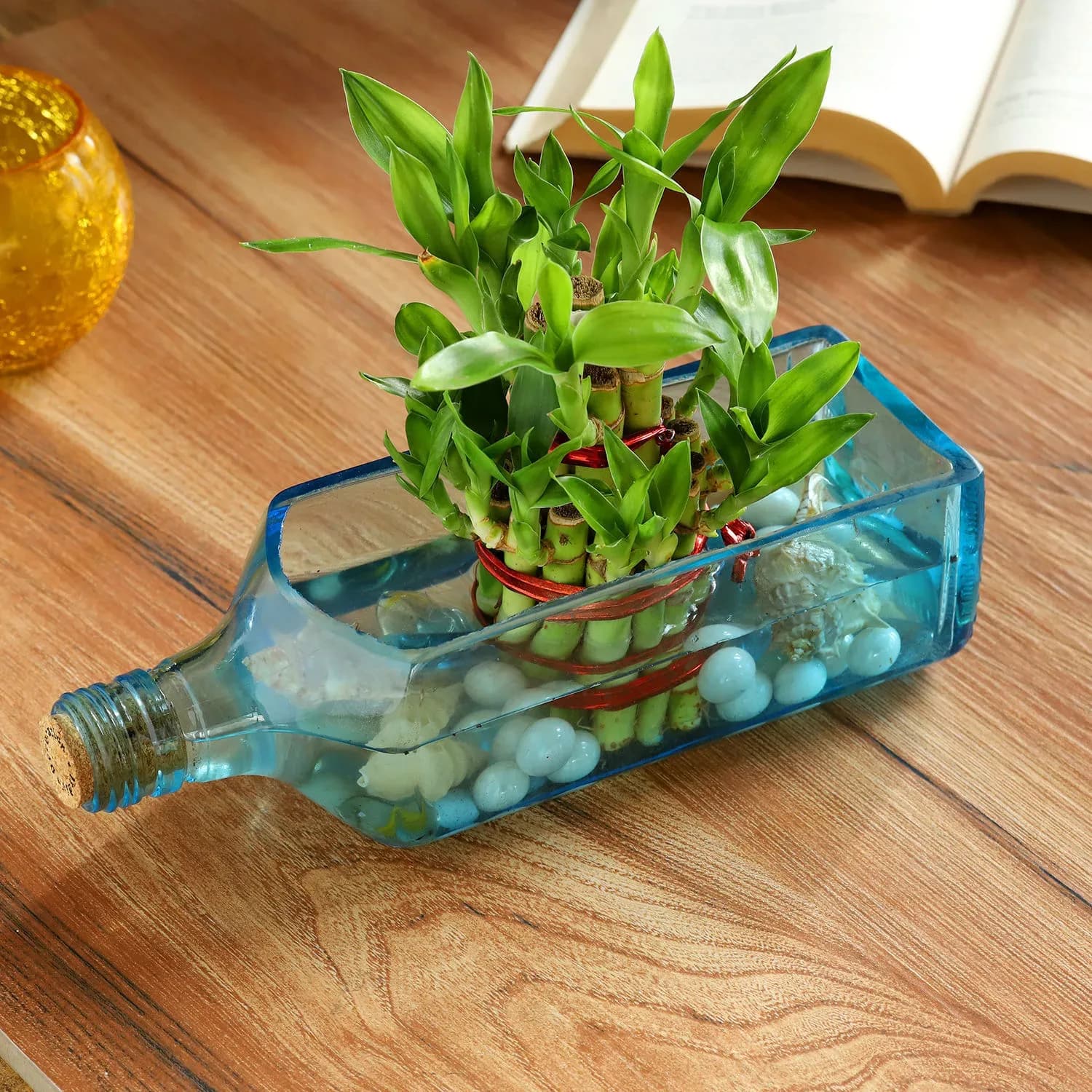 Lucky Bamboo Bottle Planter