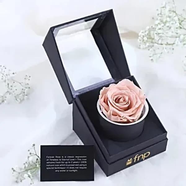 Forever Pink Color Rose