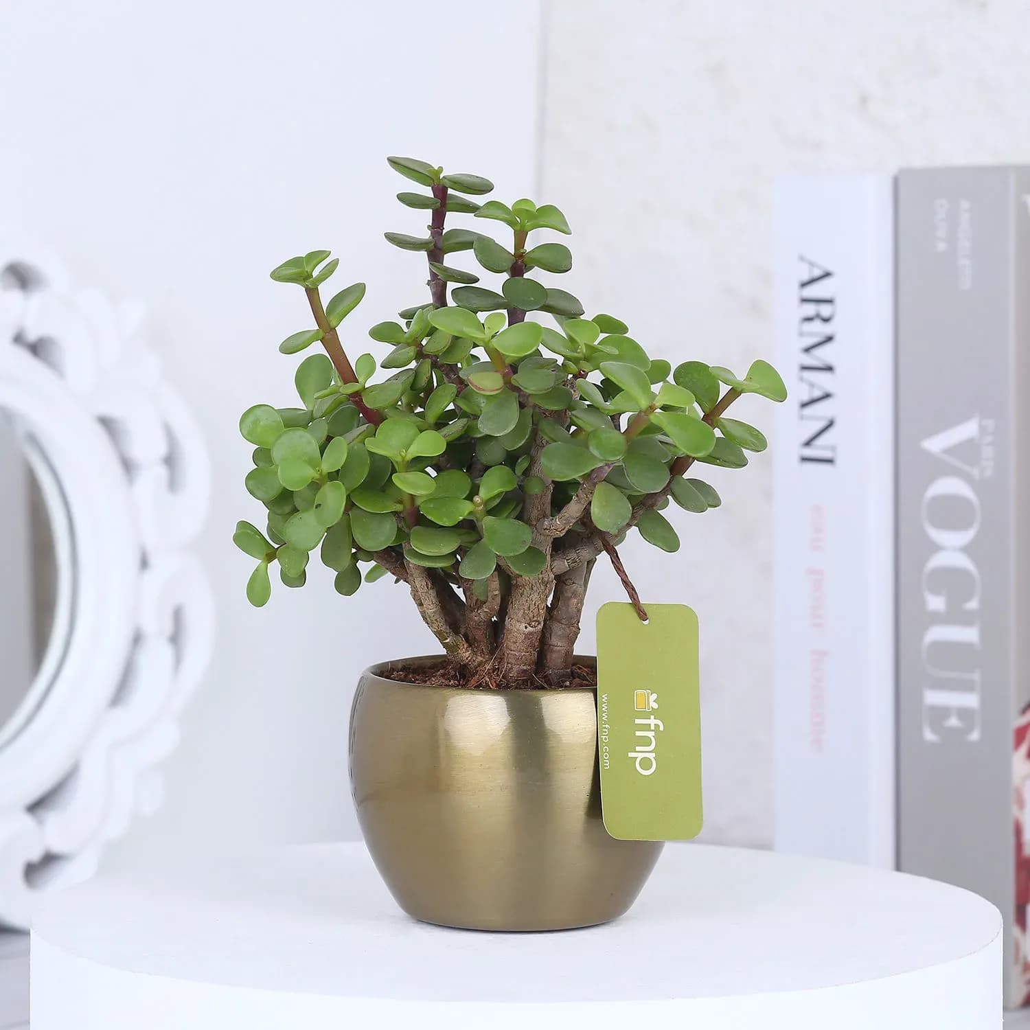 Jade Plant in Gold Tone Metal Pot