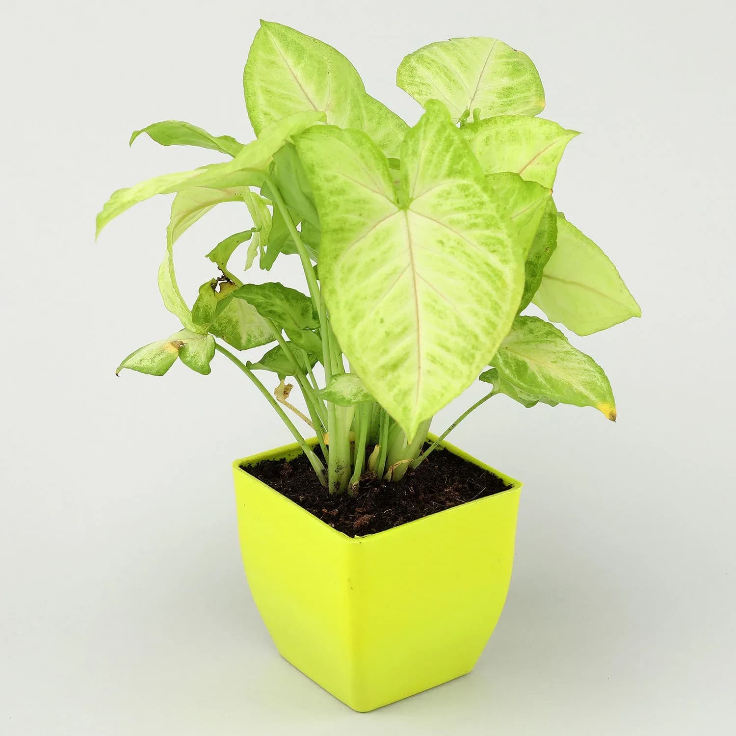 Air Purifying Syngonium Plant in Green Pot