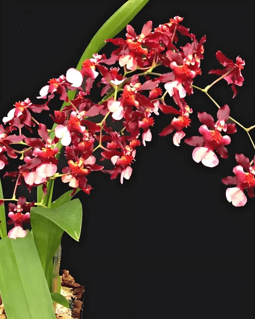 Oncidium Orchid Hybrid Jairak Fragrance